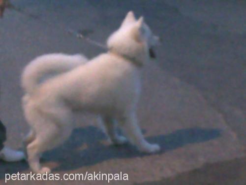 bulut Erkek Samoyed