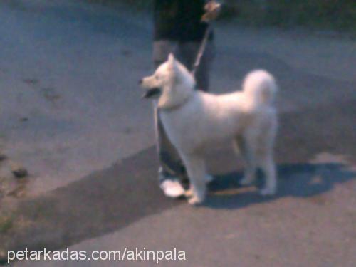 bulut Erkek Samoyed