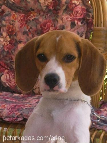 milka Dişi Beagle