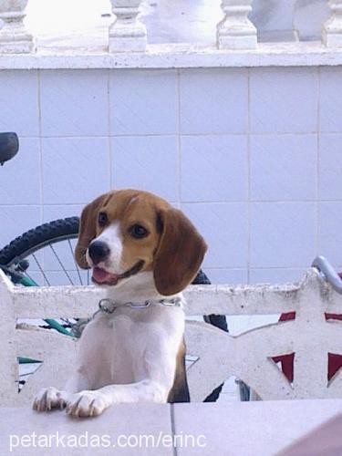 milka Dişi Beagle