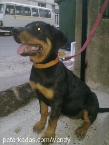 wendy Dişi Rottweiler