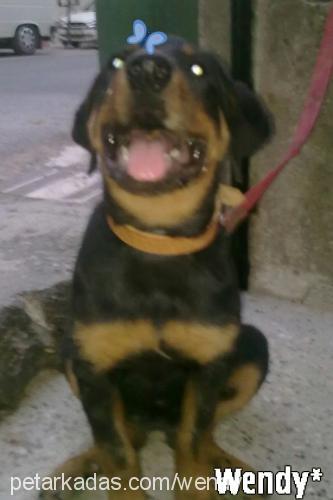 wendy Dişi Rottweiler