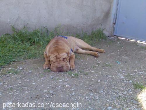 sharpei Erkek Çin Shar-Pei