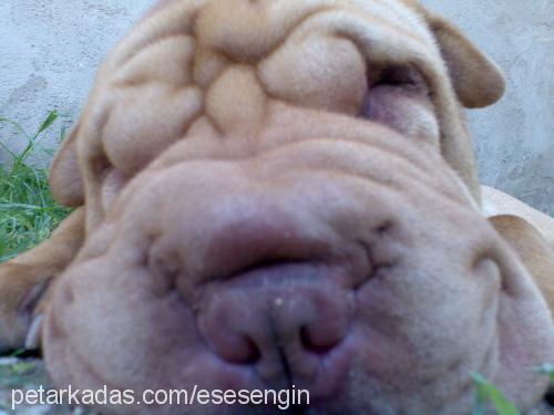 sharpei Erkek Çin Shar-Pei