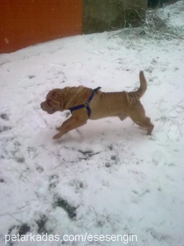 sharpei Erkek Çin Shar-Pei