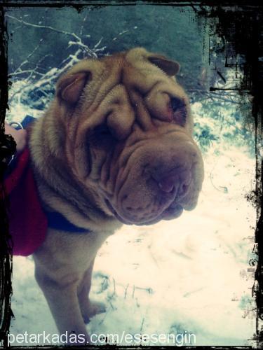 sharpei Erkek Çin Shar-Pei