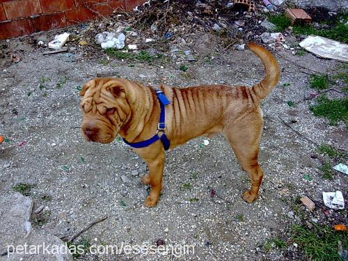 sharpei Erkek Çin Shar-Pei