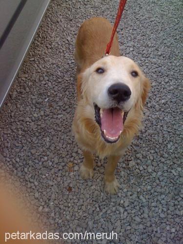 alf Erkek Golden Retriever