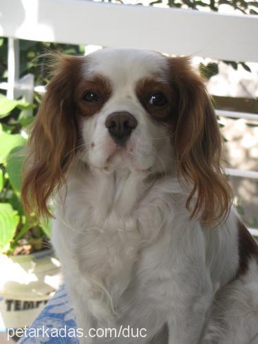 dük Erkek Cavalier King Charles Spanieli