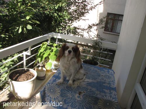 dük Erkek Cavalier King Charles Spanieli