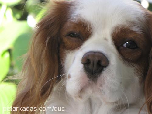 dük Erkek Cavalier King Charles Spanieli