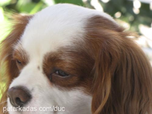 dük Erkek Cavalier King Charles Spanieli