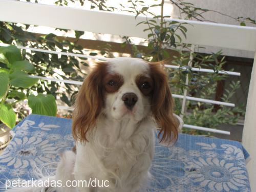 dük Erkek Cavalier King Charles Spanieli