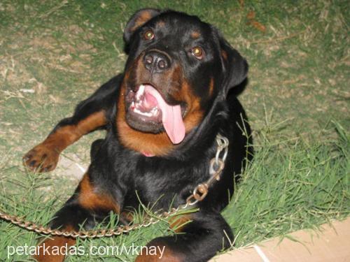 tayra Dişi Rottweiler