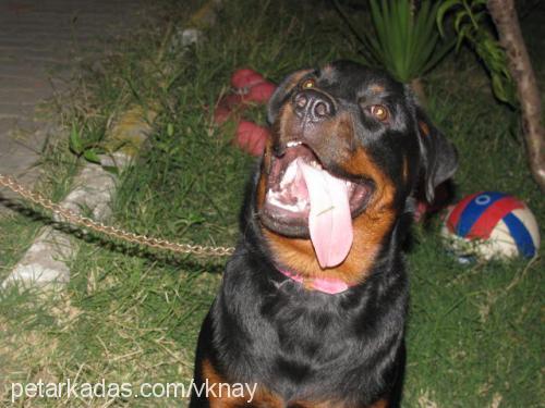 tayra Dişi Rottweiler