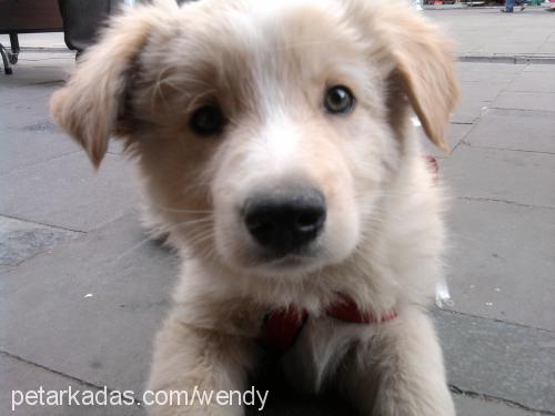 casper Erkek Golden Retriever