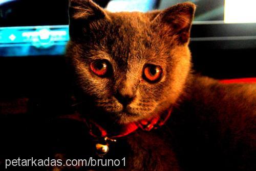 bruno Erkek British Shorthair