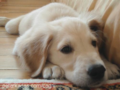 oscar Erkek Golden Retriever