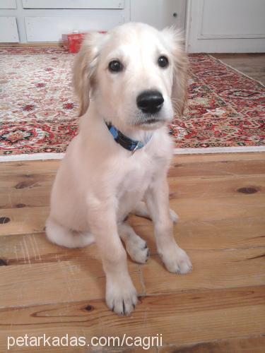 oscar Erkek Golden Retriever