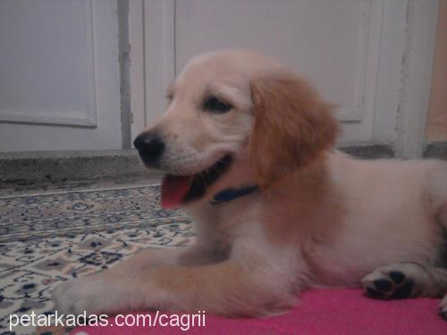 oscar Erkek Golden Retriever