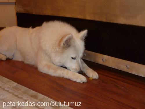 bulut Dişi Samoyed