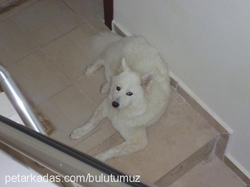 bulut Dişi Samoyed