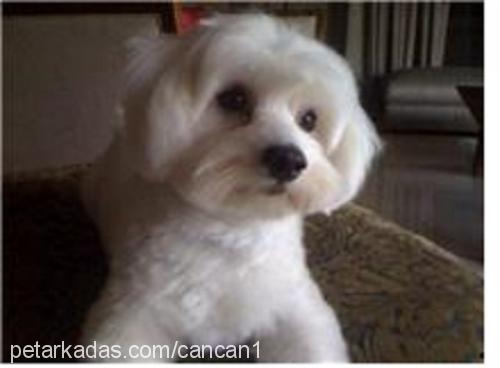 cancan Erkek Maltese