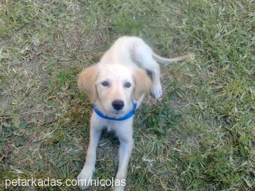 daisy Dişi Golden Retriever