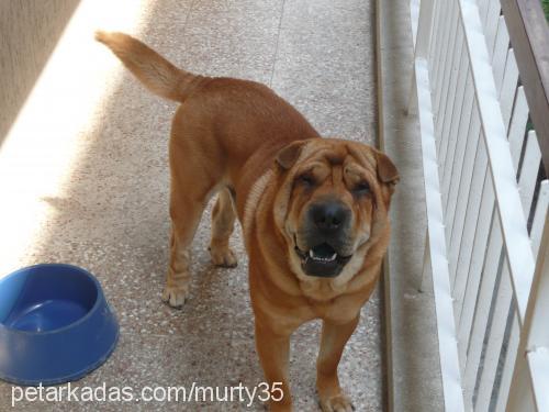 pascal Erkek Çin Shar-Pei