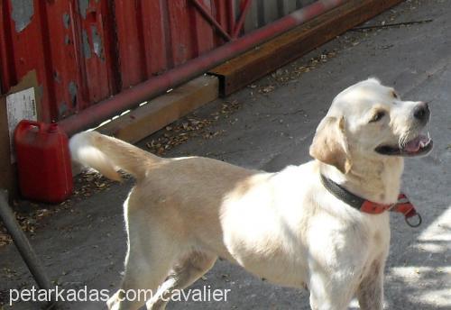 limon Dişi Golden Retriever