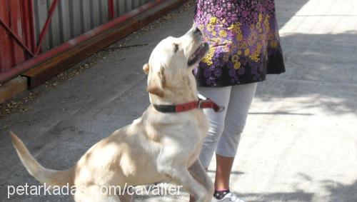 limon Dişi Golden Retriever