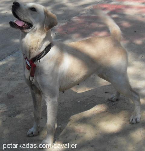 limon Dişi Golden Retriever