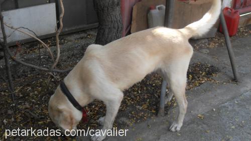 limon Dişi Golden Retriever