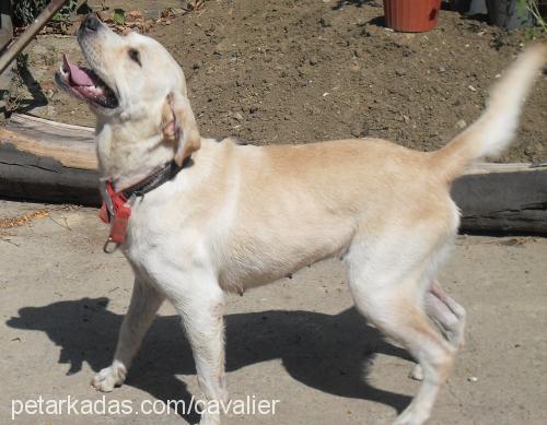 limon Dişi Golden Retriever