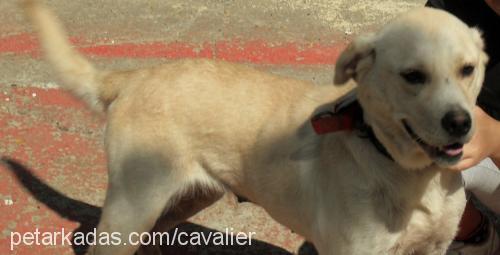 limon Dişi Golden Retriever