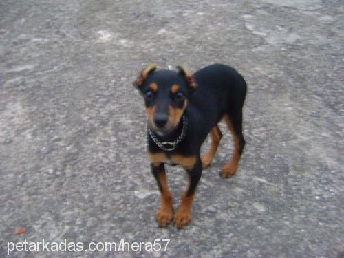 hera Dişi Doberman Pinscher