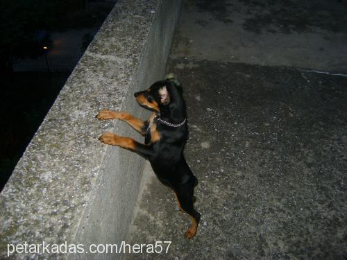 hera Dişi Doberman Pinscher