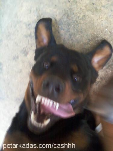 cash Erkek Rottweiler