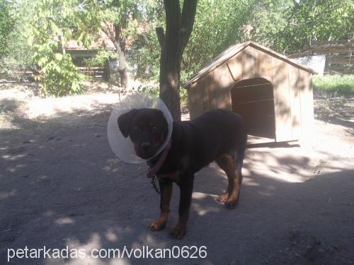 hera Dişi Rottweiler