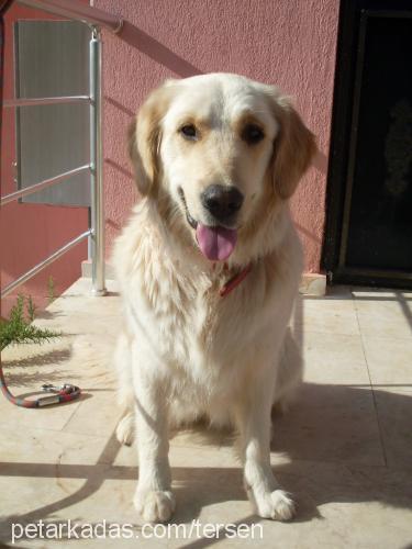 lİmon Dişi Golden Retriever