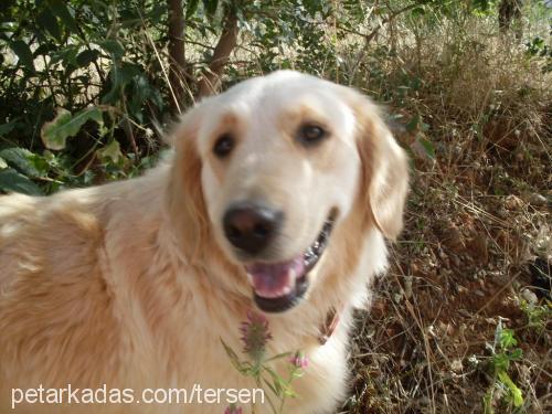 lİmon Dişi Golden Retriever