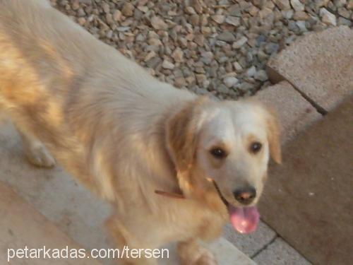 lİmon Dişi Golden Retriever