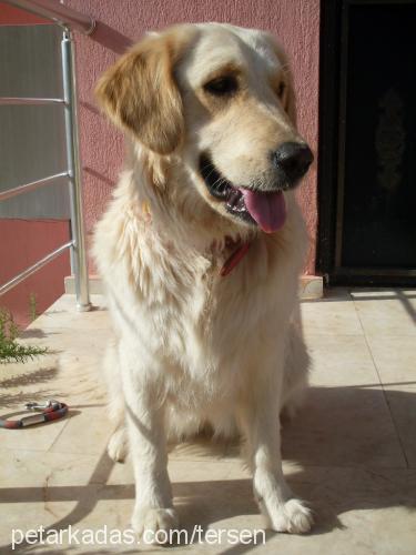 lİmon Dişi Golden Retriever