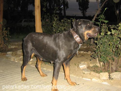 Çikin Dişi Rottweiler