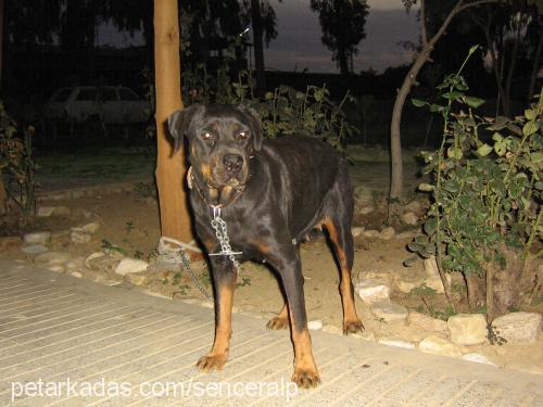 Çikin Dişi Rottweiler