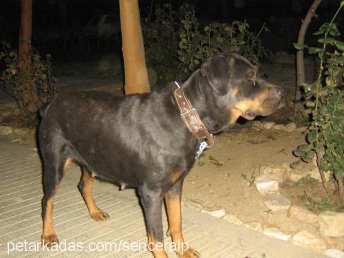 Çikin Dişi Rottweiler