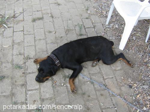 Çikin Dişi Rottweiler