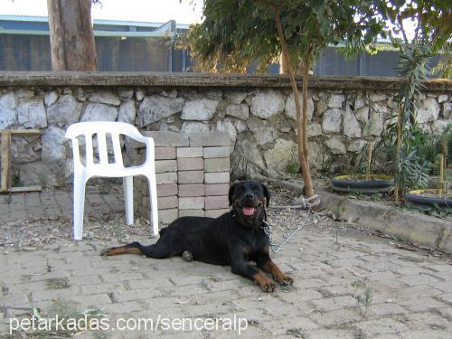 Çikin Dişi Rottweiler