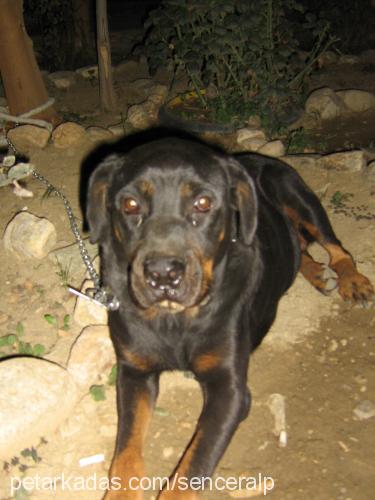 Çikin Dişi Rottweiler