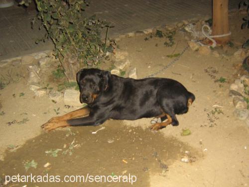 Çikin Dişi Rottweiler